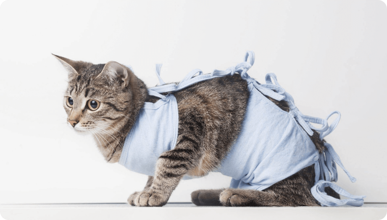 Восстановление кошки после стерилизации